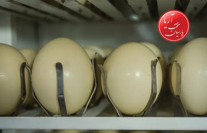 انکوباسیون-تخم-شترمرغ