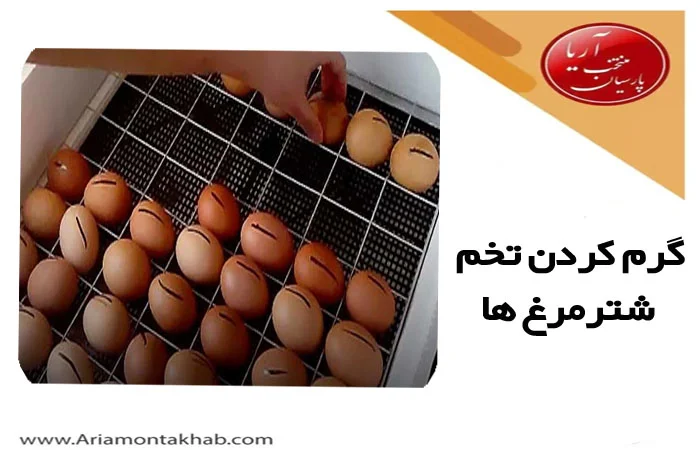 گرم کردن تخم شترمرغ ها