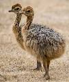 ostrich پرورش شترمرغ در ايران