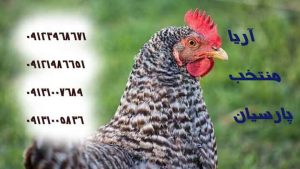 ⚫️فروش مرغ 5 ماهه و 6 ماهه محلی گلپایگان اماده تخم گذاری و با کیفیت بالا09131007689 - ستر و هچر در مبحث جوجه کشی -