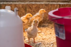 آموزش روش ضدعفونی کردن سالن مرغداری - پوشال مناسب برای کف سالن جوجه باید چه شرایطی داشته باشد