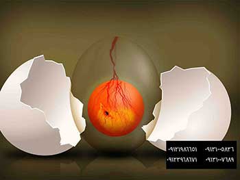 راهنمای انتقال تخم از ستر به هچر - علت انفجار و یا ترشح مواد درون تخم ها در دستگاه جوجه کشی شترمرغ09121986651
