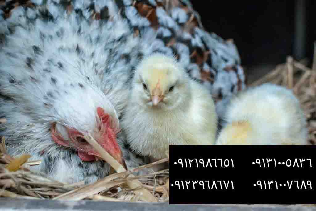 فروش مرغ تخمگذار