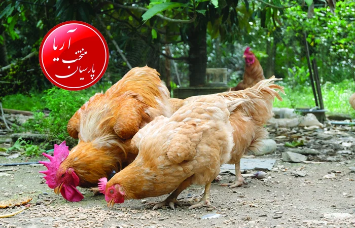 تغذیه مرغ تخمگذار 4 ماهه – محلی
