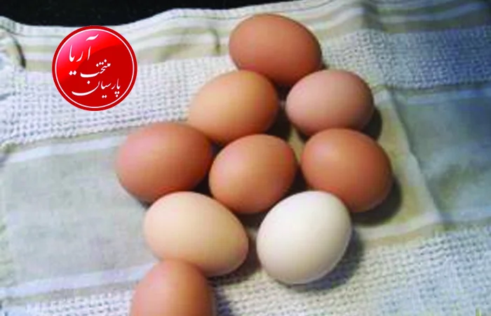 تولید تخم در مرغ بلک استار