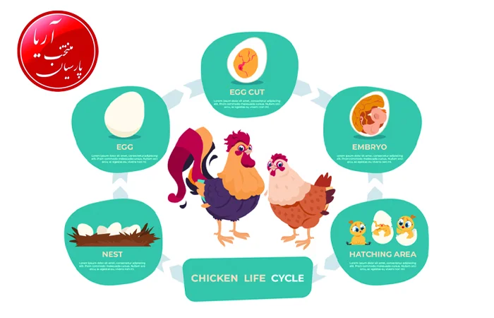 چرخه زندگی مرغ محلی