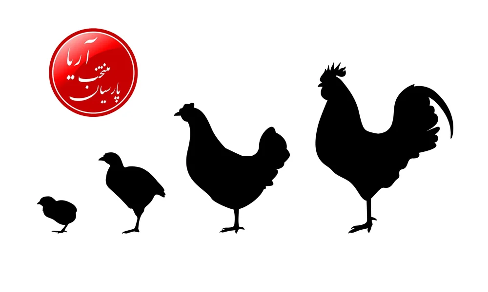 چرخه زندگی مرغ گوشتی