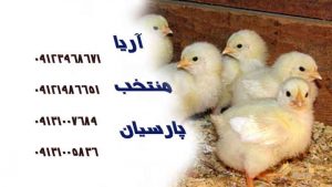 تولید مرغ گوشتی سمنان مازاد بر نیاز این استان است - نقش رطوبت بر پرورش جوجه گوشتی -