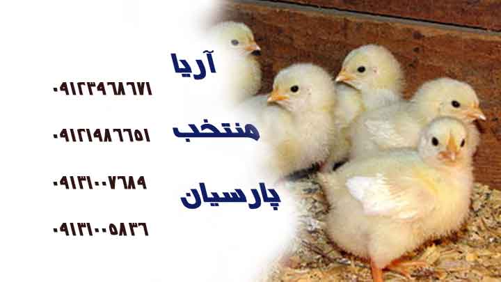 تولید مرغ گوشتی سمنان مازاد بر نیاز این استان است - نقش رطوبت بر پرورش جوجه گوشتی -