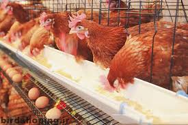 مرغ در چند ماهگی تخمگذار میشه؟ , مرغ , مرغ بومي , مرغ بومي گلپايگاني , مرغ بومي تخمگذار , تخمگذار , مرغ تخمگذار , جوجه مرغ بومي , جوجه تخمگذار بومي , مرغ بومي 5 ماهه , مرغ 5 ماهه , مرغ 5 ماهه بومي گلپايگان , مرغ بومي گلپايگان اصل , مرغ لوهمن قهوه , مرغ لومهن , مرغ بومي بلك , مرغ بومي گوشتي , مرغ بومي گلپايگاني , مرغ ال اس اس, مرغ پولت , نيمچه مرغ بومي , مرغ بومي محلي , بلدرچين , بلك استار , پليموت راك , مرغ بومي بلك , مرغ بومي بلك استار , مرغ بلك استار , مرغ , مرغ بومي تخمگذار , مرغ بومي محلي , نيمچه مرغ , نيمچه , نيمچه دو ماهه بلك , مرغ لوهمن قهوه , مرغ لوهمن , مرغ لوهمن دم طلايي , - خرید مرغ - فروش محصولات مالداری افغانستان -