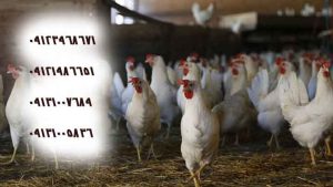 فروش جوجه مرغ تخمگذار 5ماهه - شیور پربازده ترین نژاد مرغ تخمگذار -