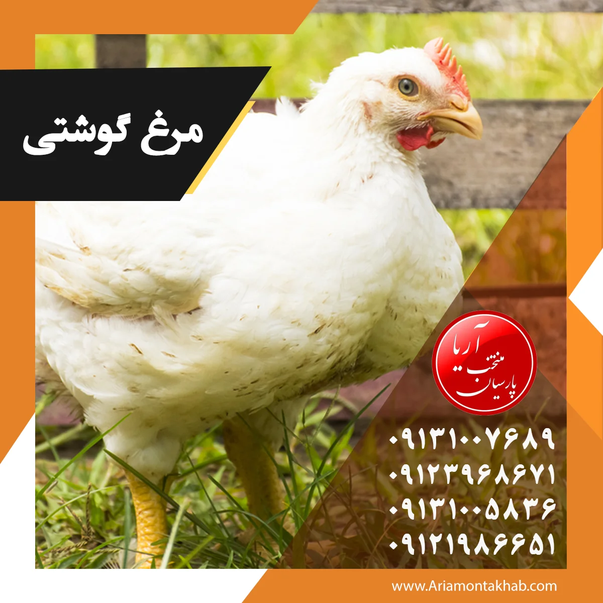 فروش مرغ گوشتی زنده