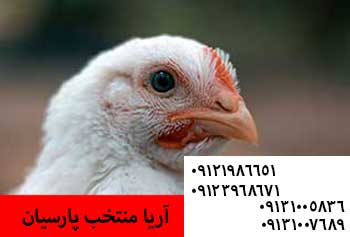 تفاوت پولت شیور تخمگذار با نژادهای دیگر تخمگذار - مرغ 6ماهه محلی روی اولین پیک تولید09121986651