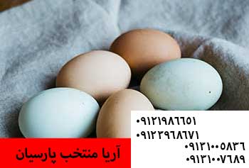 افزایش قیمت تخم مرغ در میادین تره بار - رنگ تخم ارتباط بالاله گوش مرغ دارد دارد - ⚫️فروش جوجه 1 روزه بومی اصلاح نژاد شده09131007689
