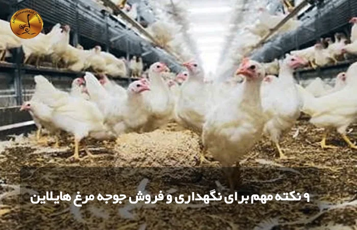 9 نکته مهم برای نگهداری و فروش جوجه مرغ هایلاین