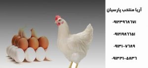 فروش جوجه تخمی صنعتی به افغانستان نژاد (هایلاین، ال اس ال، و نیکچک) - چگونه تولید تخم مرغ تخمگذار را بالا نگه داریم - جایگزین آنتی بیوتیک در طیور - انتقاد شدید از نحوه مدیریت بیماری آنفلوآنزای فوق حاد پرندگان - فروش جوجه مرغ هایلاین یک روزه