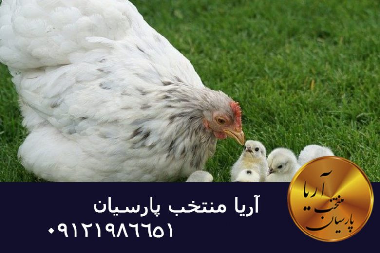 مرغ کرچ چیست , مرغ , مرغ بومي , مرغ بومي گلپايگاني , مرغ بومي تخمگذار , تخمگذار , مرغ تخمگذار , جوجه مرغ بومي , جوجه تخمگذار بومي , مرغ بومي 5 ماهه , مرغ 5 ماهه , مرغ 5 ماهه بومي گلپايگان , مرغ بومي گلپايگان اصل , مرغ لوهمن قهوه , مرغ لومهن , مرغ بومي بلك , مرغ بومي گوشتي , مرغ بومي گلپايگاني , مرغ ال اس اس, مرغ پولت , نيمچه مرغ بومي , مرغ بومي محلي , بلدرچين , بلك استار , پليموت راك , مرغ بومي بلك , مرغ بومي بلك استار , مرغ بلك استار , مرغ , مرغ بومي تخمگذار , مرغ بومي محلي , نيمچه مرغ , نيمچه , نيمچه دو ماهه بلك , مرغ لوهمن قهوه , مرغ لوهمن , مرغ لوهمن دم طلايي , - خرید مرغ - فروش محصولات مالداری افغانستان -