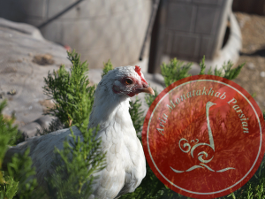 hen3 1 فروش مرغ تخمگذار