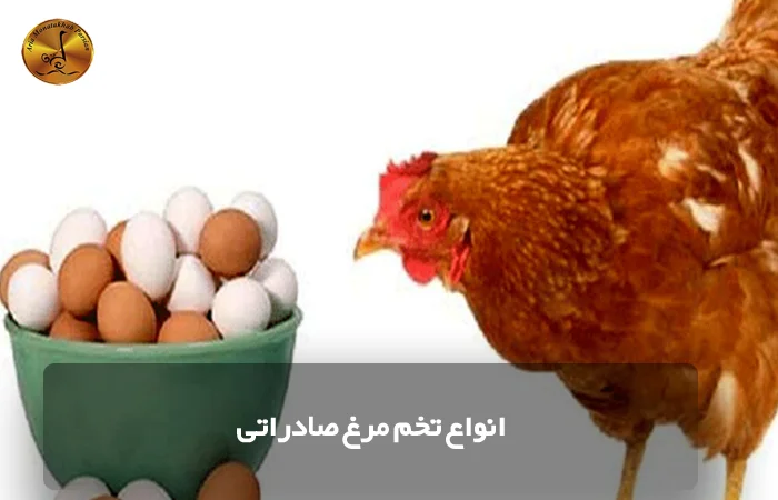 انواع تخم مرغ صادراتی