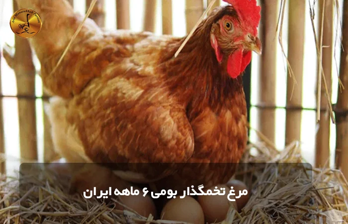 مرغ تخمگذار بومی 6 ماهه ایران