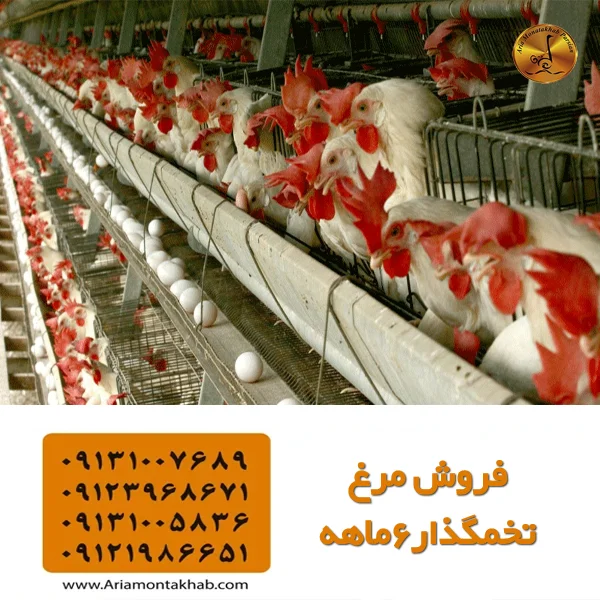 فروش مرغ تخمگذار6ماهه