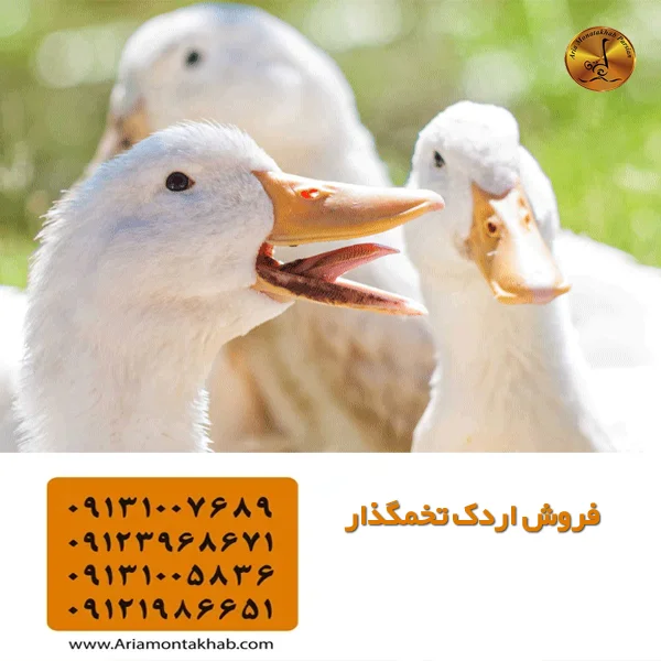 فروش اردک تخمگذار