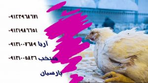  خرید مرغ - فروش محصولات مالداری افغانستان - شناخت بیماری های طیور-سالمونلا پولوروم - بسته بندی گوشت طیور-تهیه مواد اولیه -