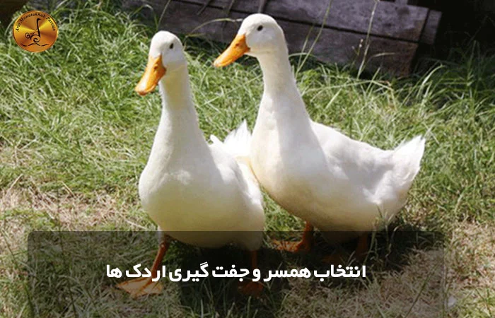 انتخاب همسر و جفت گیری اردک ها