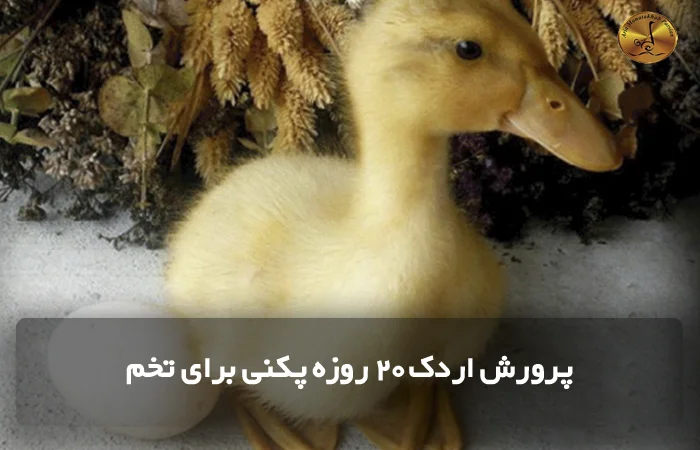 پرورش اردک 20 روزه پکنی برای تخم