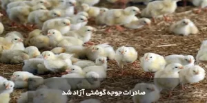 صادرات جوجه گوشتی آزاد شد