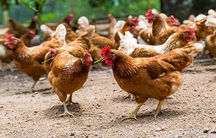 آشنایی با فرایند خرید و فروش مرغ نژاد لوهمن