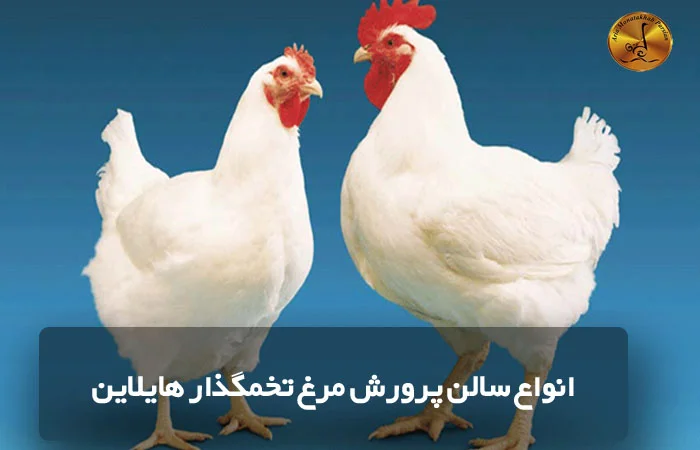 انواع سالن پرورش مرغ تخمگذار هایلاین