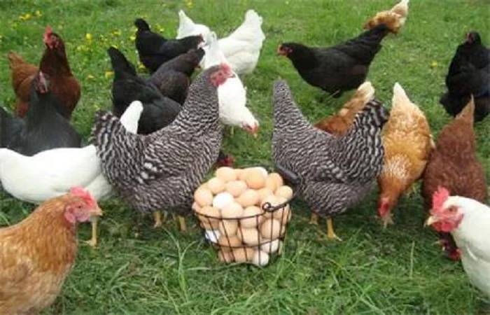 فروش مرغ تخمگذار محلی