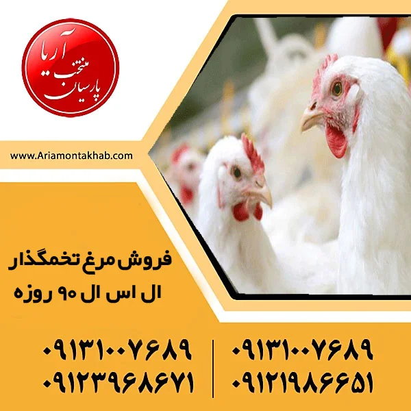 فروش مرغ تخمگذار هایلاین 90 روزه (1)