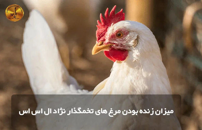 میزان زنده بودن مرغ های تخمگذار نژاد ال اس اس