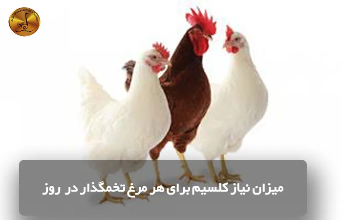 میزان نیاز کلسیم برای هر مرغ تخمگذار در روز
