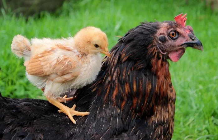 پرورش مرغ_های گوشتی