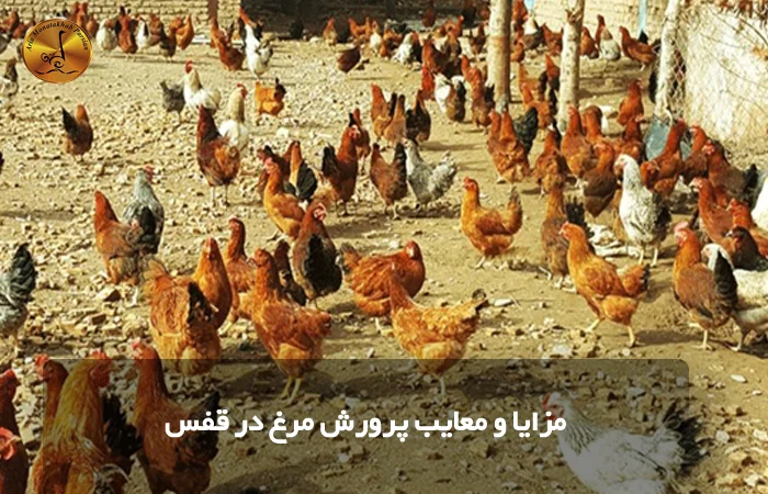 مزایا و معایب پرورش مرغ در قفس