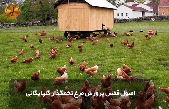 اصول قفس پرورش مرغ تخمگذار گلپایگانی