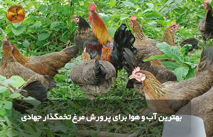 بهترین آب و هوا برای پرورش مرغ تخمگذار جهادی
