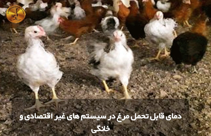 دمای قابل تحمل مرغ در سیستم های غیر اقتصادی و خانگی