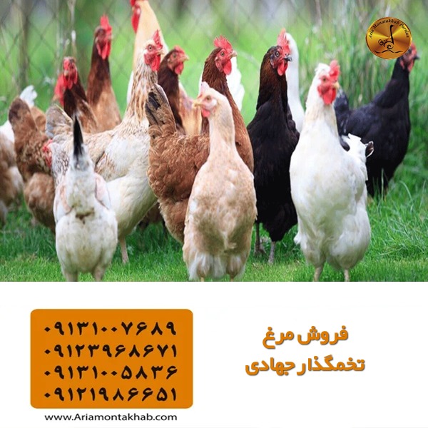 فروش مرغ تخمگذار جهادی