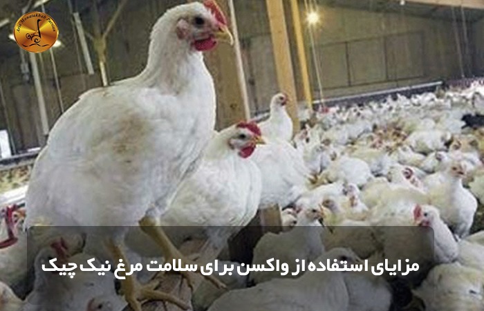 مزایای استفاده از واکسن برای سلامت مرغ نیک چیک