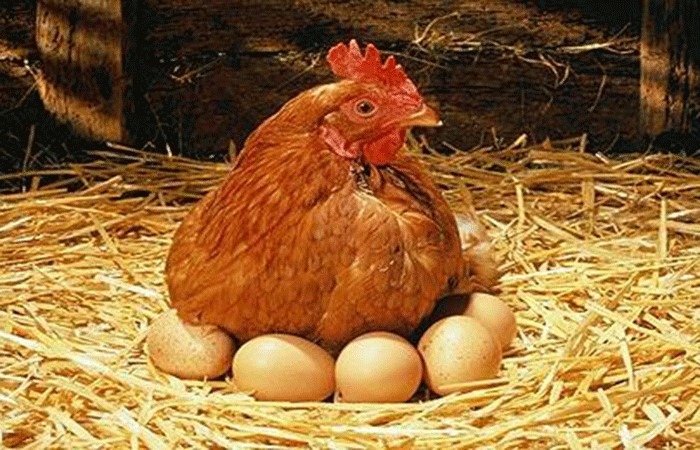روش های پرورش مرغ محلی