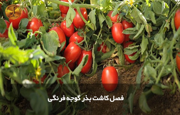 فصل کاشت بذر گوجه فرنگی