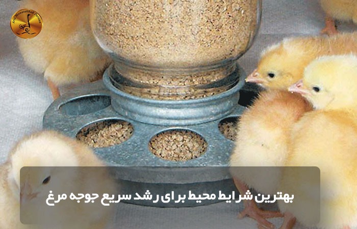 بهترین شرایط محیط برای رشد سریع جوجه مرغ