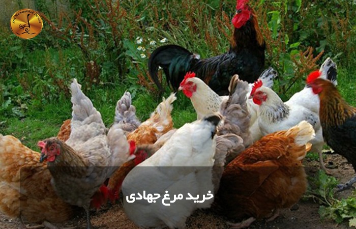 خرید مرغ جهادی