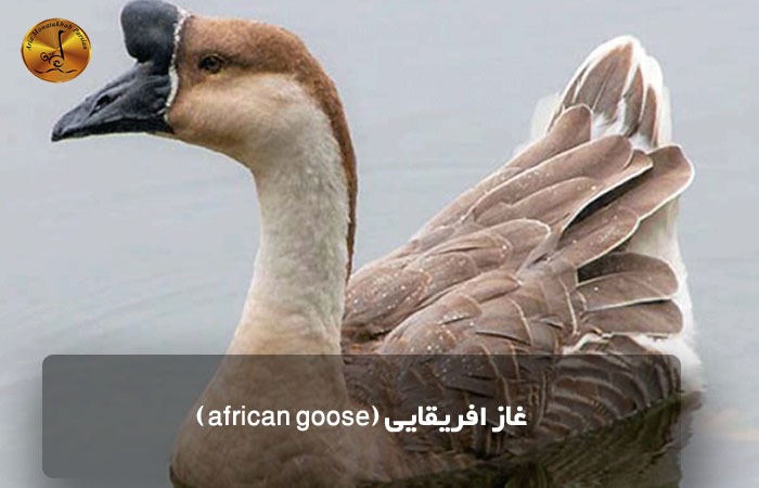 غاز افریقایی (african goose)