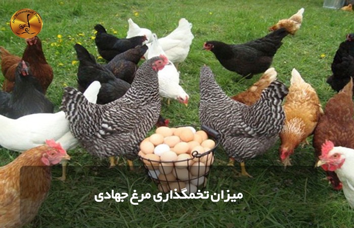 میزان تخمگذاری مرغ جهادی