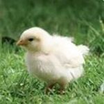فروش جوجه مرغ تخمگذار صنعتی